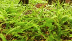 An extreme mountain biker speeds down a bike trail in the forest during the day. Outdoor Sports Healthy Lifestyle. Slow Pan Shot with Steadicam Through Leaves and Ferns. Summer Extreme Sports. 