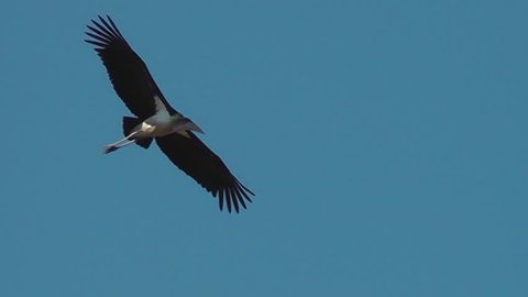 Marabou stork circling in the sky