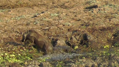 Young warthog crosses water
