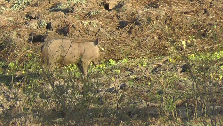 Young warthog crosses water