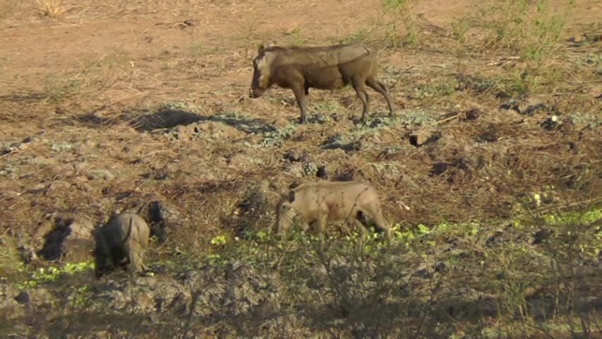 Young warthog runs through water