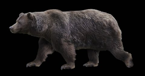 Isolated brown grizzly bear cyclical walking. Can be used in real coloring, and as a silhouette.