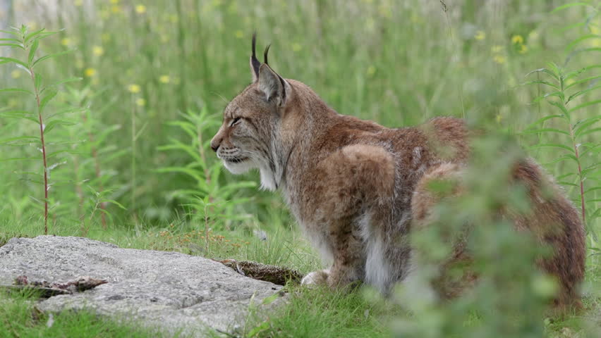 Lynx laying in grass field turning head watching towards camera