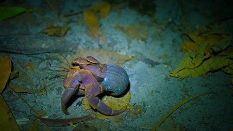 Video UHD - Hermit crab with his borrowed snail shell. crawling over sand. leaves. twigs and debris in the light of a flashlight at night.