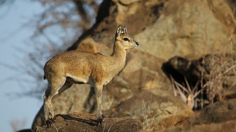 A small klipspringer antelope (Oreotragus oreotragus) on a rock, Kruger National Park, South Africa