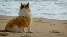 Video UHD - Cute little terrier sitting patiently on a sandy. tropical beach. watching the waves roll in. Finally gets bored and walks away.