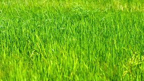Video 3840x2160 - Young. green stalks of rice. swaying in a steady breeze in a field on a Southeast Asian plantation.