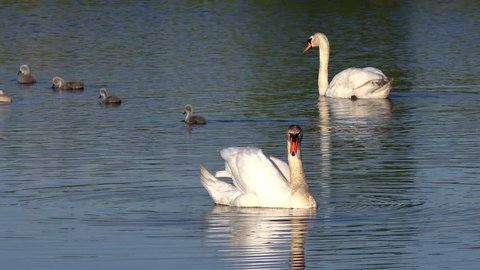 swan swimming on lake and care feather in the background fledgling 