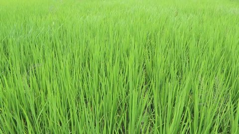 Rice seeding field with windy 