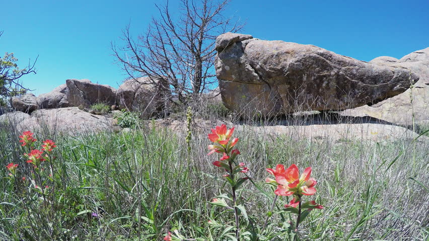 Shot of Indian Paintbrush flowers in Lawton Oklahoma. A field of colorful flowers decorate a landscape.
