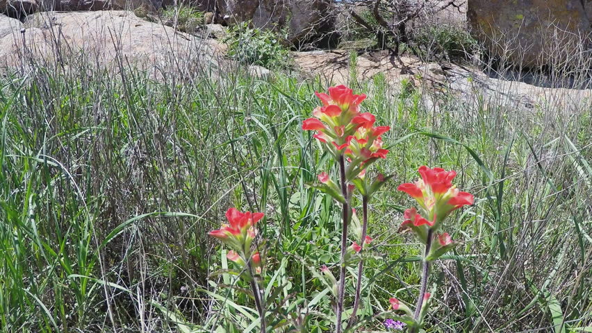 Shot of Indian Paintbrush flowers in Lawton Oklahoma. A field of colorful flowers decorate a landscape.