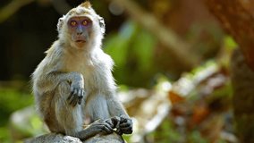 FullHD video - Funny adult monkey. sitting comfortably on a boulder and scratching himself while relaxing in the warm sunshine.