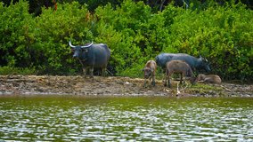 Video 1080p - Two mature water buffalo stand guard over a group of juveniles as they graze peacefully on the muddy bank of a big. green river.