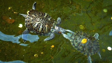 Video 1920x1080 - Sun reflects off coins at the bottom of a Buddhist temple pond. as two turtles appear to kiss as they swim around.