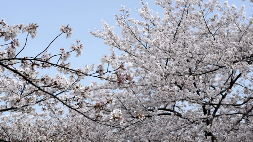 Japanese Cherry Blossom Trees. 스톡 동영상 비디오(100% 로열티 프리) 1166242 | Shutterstock