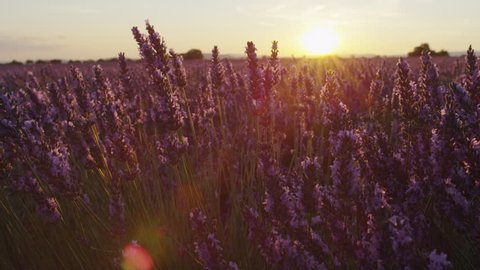 CLOSE UP: Beautiful endless lavender field at summer sunset