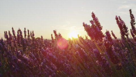 CLOSE UP: Sunset sun shining through purple lavender flowers in summer evening