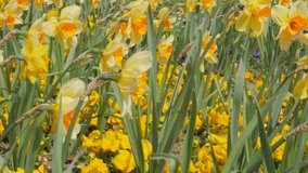 Flower Narcissus pseudonarcissus garden waving on the wind 4K  30fps 2160p UltraHD footage - Narcissus pseudonarcissus plant field close-up 4K 3840X2160 UHD video