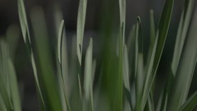 Natural shallow DOF green grass tops moving on wind slow-mo 1920X1080 FullHD video - Garden plants leaves moving in slow motion 1080p HD footage