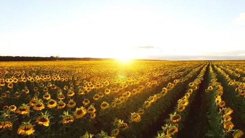 flight over a field of sunflowers