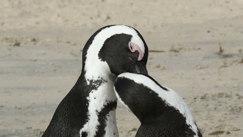 A pair of African penguins (Spheniscus demersus), Boulders beach, South Africa  Stock Video