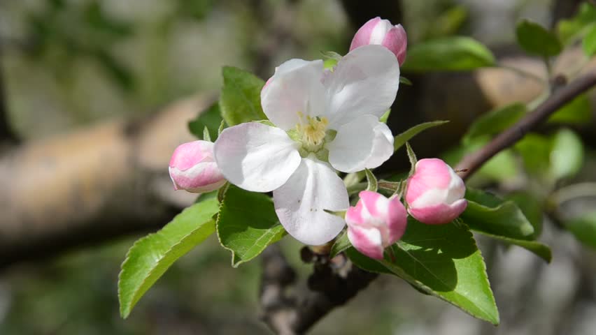 Apple Blossom Flowers With Green Stock Footage Video 100 Royalty Free Shutterstock