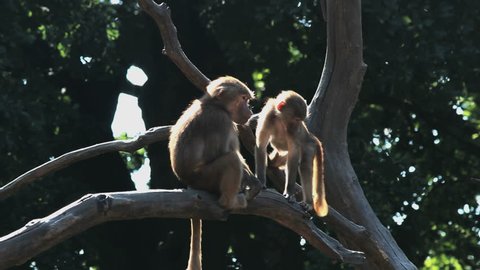 Baboon monkeys sitting and climbing in a tree