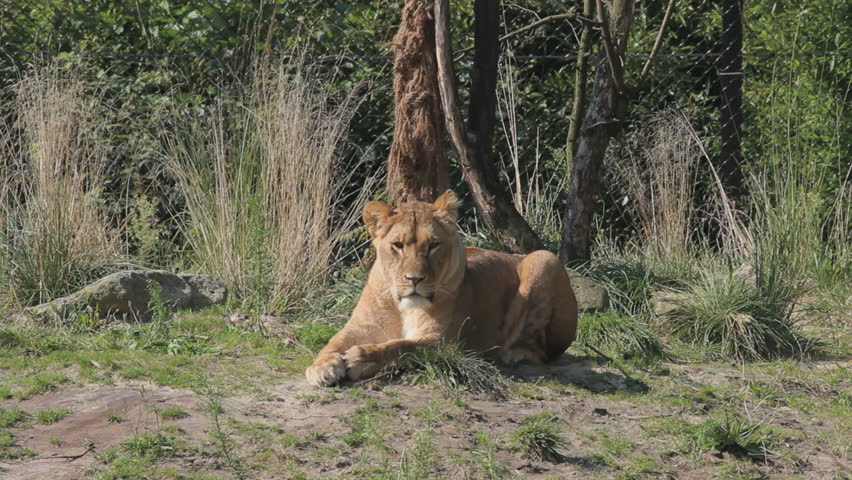 Lions laying next to each other