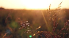 Slowmotion of Female hand touching grass and young woman enjoying nature and sunlight in straw field. 1920x1080