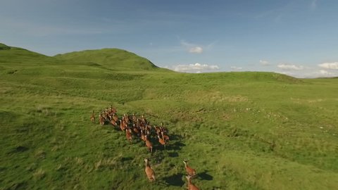 Dramatic aerial shot of a herd of deer running across grass in the Scottish highlands