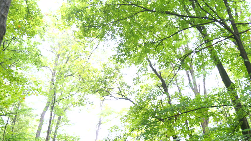 Panning down to beautiful stream and waterfall in Cuyahoga Valley