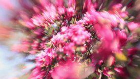 Fantasy abstract floral view of defocused foreground with unusual sun like concentric-radial structure. Wonderful footage for excellent design in amazing HD clip with back focus.