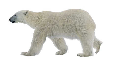 Polar bear cyclical walking. It contains an alpha channel. Can be used in real coloring, and as a silhouette. Alpha channel