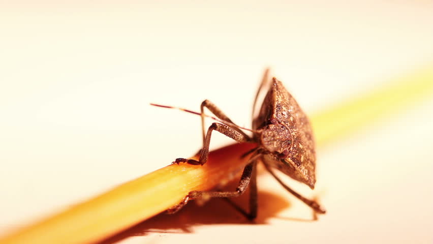 Close-up of a stink bug (pentatomoidea species).