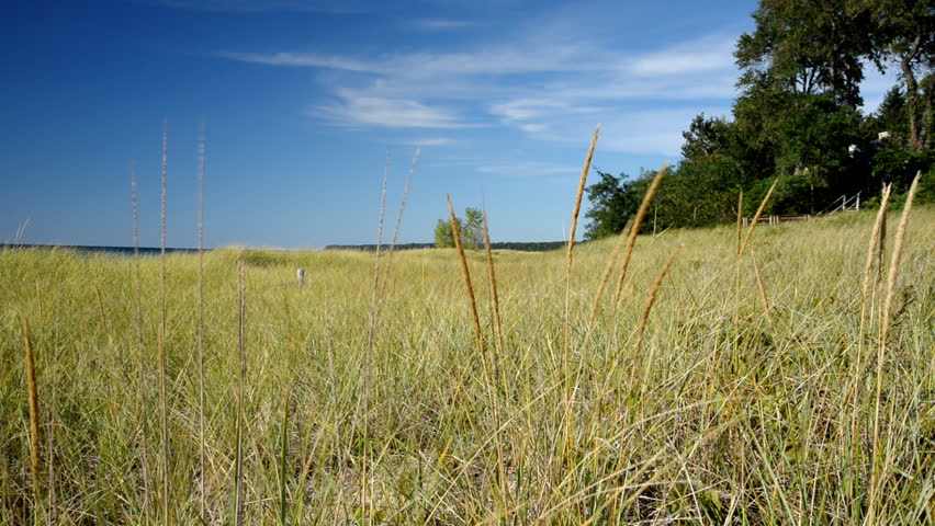 dune grass in the breeze on a Lake Michigan bluff