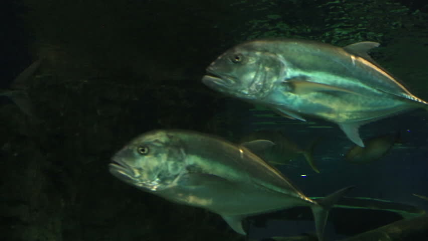 Thunnus from the Scombridae family. Beautifully decorated Marine Aquarium.
