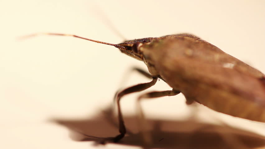 Close-up of a stink bug (pentatomoidea species).