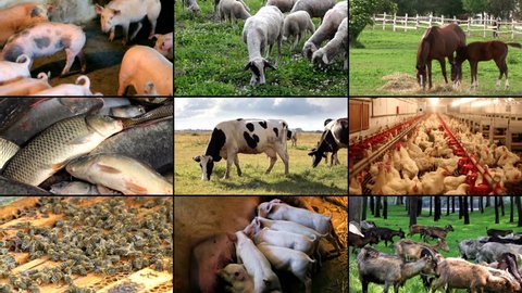 Farm Animal multiscreen: cows, horses, pigs, chicken, fish, bees, goats, sheep