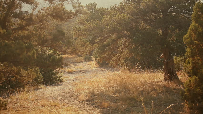 The grove of juniper trees.
