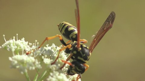 Insect  wasp sits on flowers, macro, grass, United States