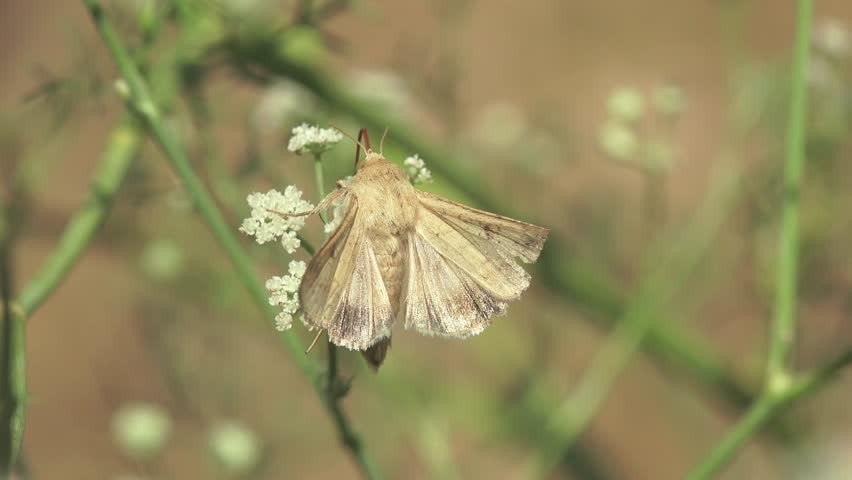 Butterfly hairy insect sits on flowers drinking nectar, macro, grass