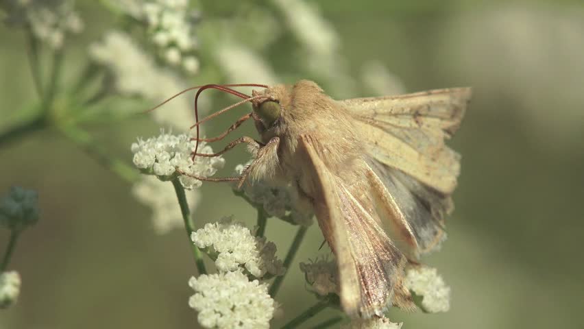 Butterfly hairy insect sits on flowers drinking nectar, macro, grass