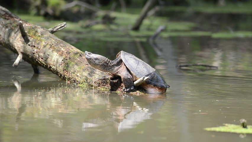 common snapping turtle basking sun Stock Footage Video (100% Royalty ...