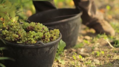 grapes collected in a vineyard 