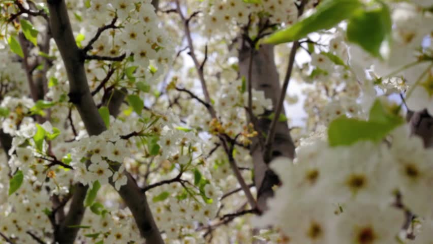 Blossoms in the spring Dolly Shot