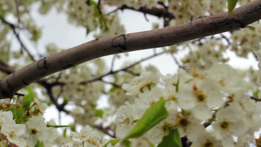 Spring Blossoms