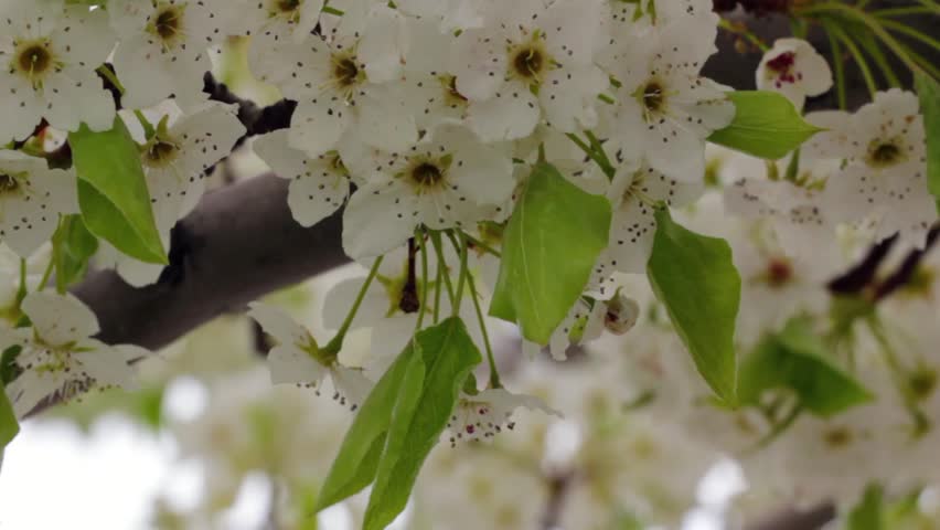 Spring Blossoms