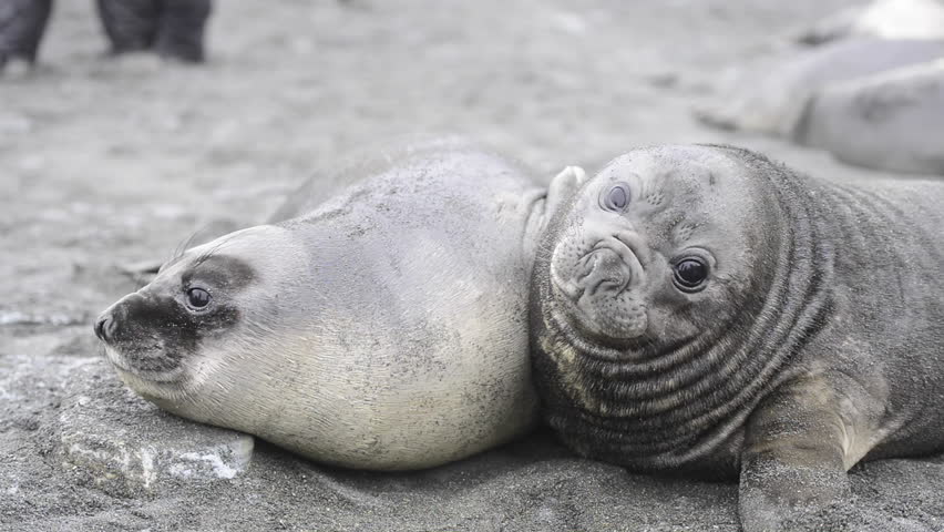 Baby Elephant Seal Playing On Stock Footage Video 100 Royalty Free Shutterstock