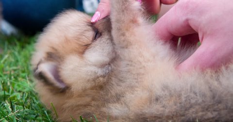 Chow chow puppy belly tickled laying grass 4k