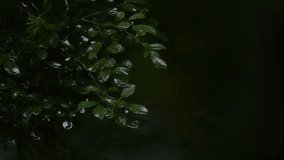 Drops of rain on green leaves